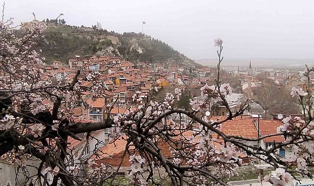 Kütahya'da badem ağaçları bu yıl zamanında çiçek açtı