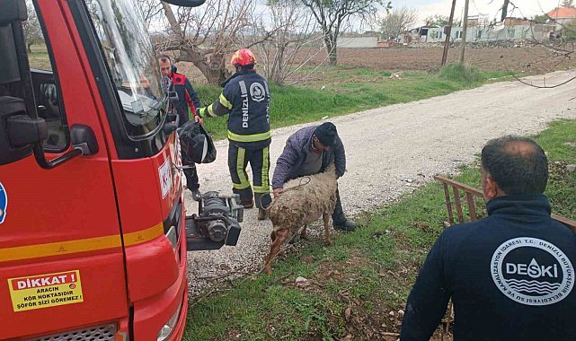 Kuyuya düsen koyun itfaiye ekipleri tarafından kurtarıldı