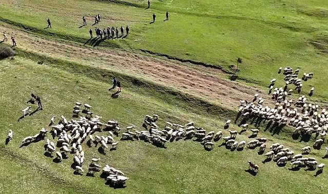 Kuzuların anneleriyle buluşması renkli görüntülere sahne oldu