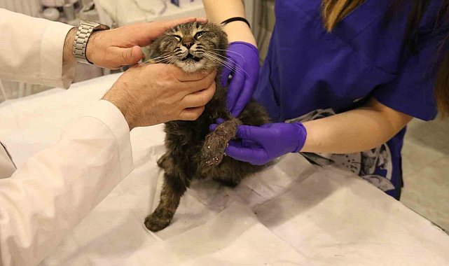 Lastikle patisi bağlanan kedi ayağını kaybedebilir