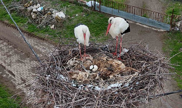 Leylekler bu sefer baharı değil kışı getirdi