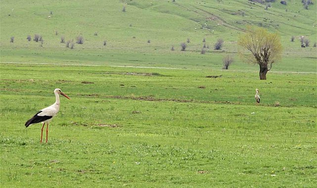 Leylekler Muş Ovası'na döndü