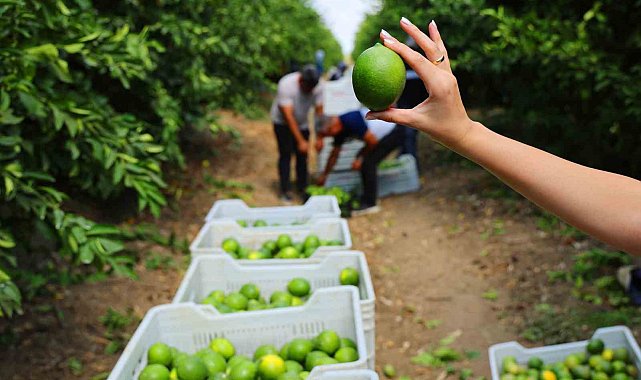 Limonda stokçuların oyunu ortaya çıktı