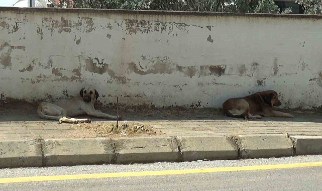 Mahalle sakinleri başıboş köpeklerden tedirgin