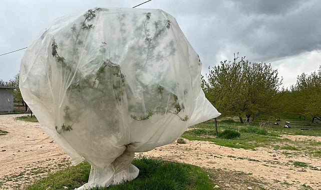 Malatya'da kayısı üreticilerinden "zirai don" önlemi