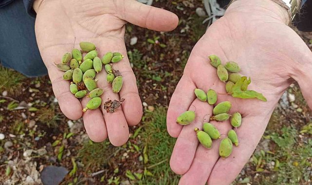 Malatya'da kayısı üreticilerine doludan korunma yöntemleri uyarısı
