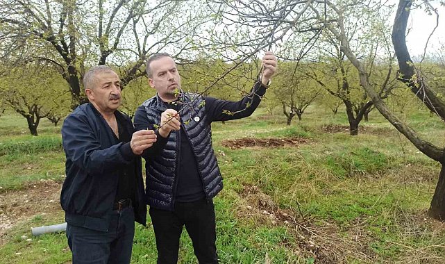 Malatya'da kayısıyı dolu vurdu