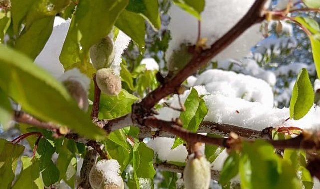 Malatya'da kayısıyı zirai don vurdu