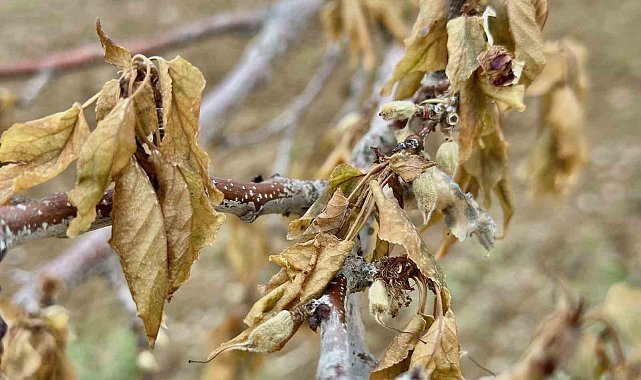 Malatya'da yakın tarihin en şiddetli zirai donu yaşandı