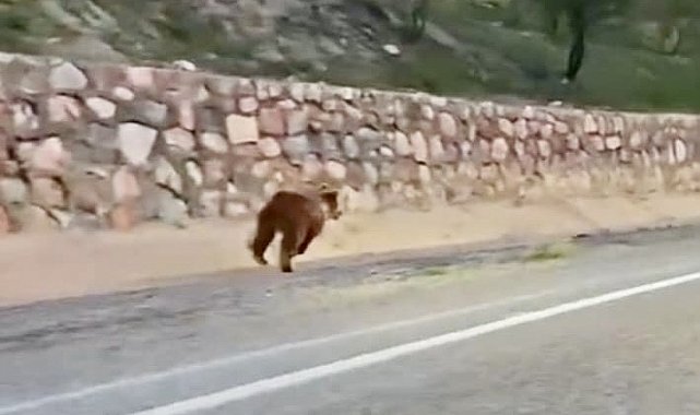 Malatya'da yola çıkan ayı kameraya yansıdı