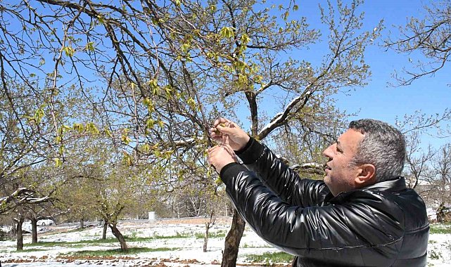 Malatya'da zirai don felaketi