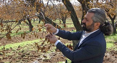 Malatya'da zirai dondan etkilenen ağaçlar için uzmanlardan önemli uyarı