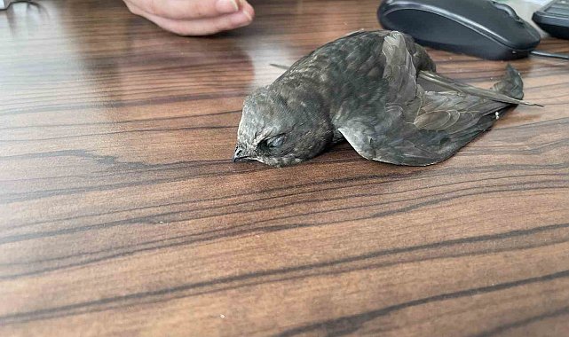 Malazgirt'te bitkin halde bulunan ebabil kuşları koruma altına alındı