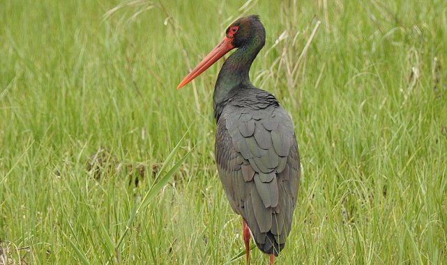 Manisa'da 10 yıl sonra ilk kez kara leylek görüldü