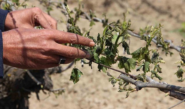Manisa'da don afeti üzüm bağlarına büyük zarar verdi