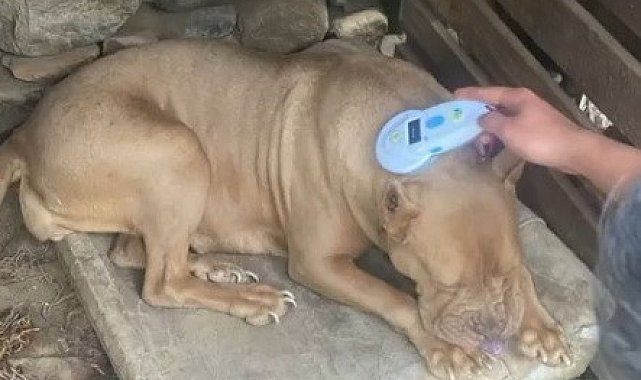 Manisa'da pitbull besleyen iki kişiye 304 bin lira ceza