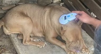 Manisa'da pitbull besleyen iki kişiye 304 bin lira ceza