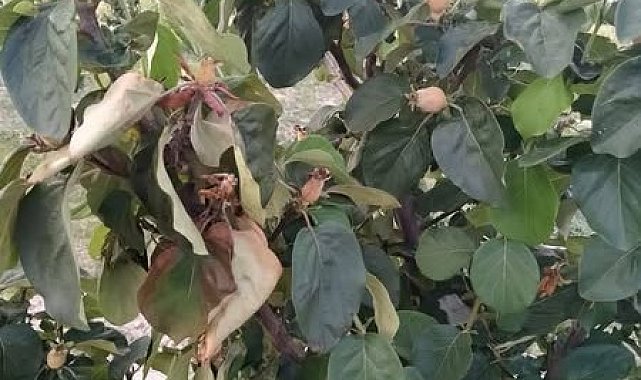 Manisa'da üreticilere 'ateş yanığı' uyarısı