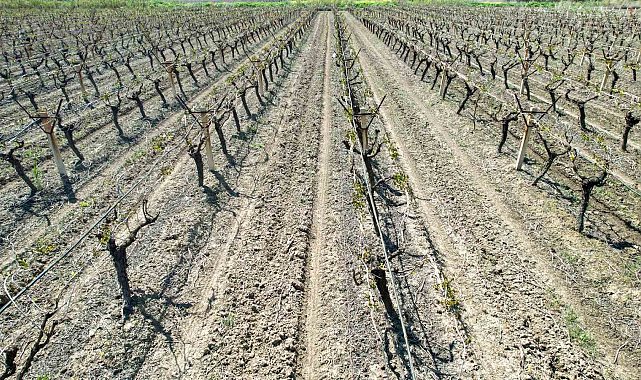 Manisalı çiftçiler için don tehlikesi devam ediyor