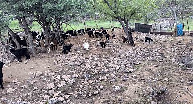 Mardinli besici, hayvanlarını barındırdıkları yerden tahliye etmek için belediyeden ek süre bekliyor