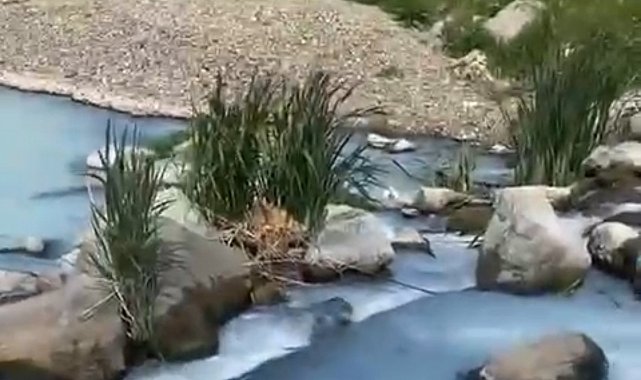 Marmara Denizi tehlikede