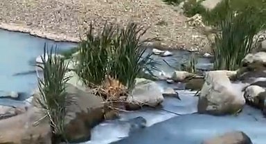 Marmara Denizi tehlikede