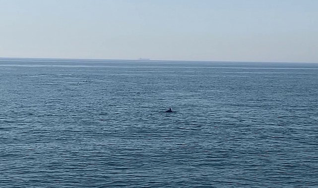 Marmara'da yunus balıklarından görsel şölen