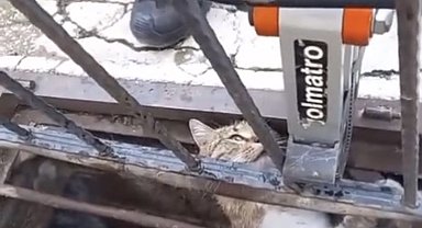 Mazgala sıkışan kediyi itfaiye kurtardı