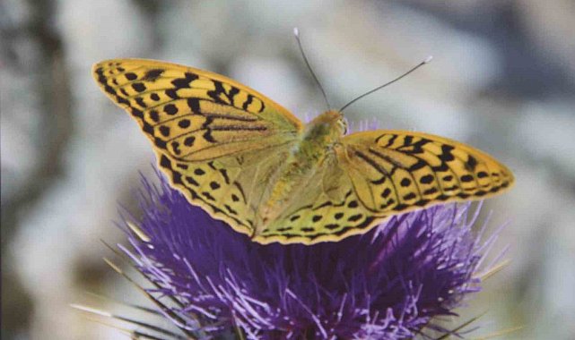 Mersin'de 'Mutlu Kelebekler Festivali'