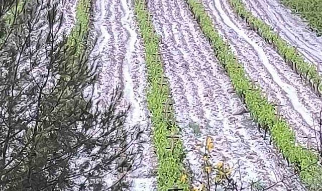 Mersin'de dolu tarım ürünlerine zarar verdi