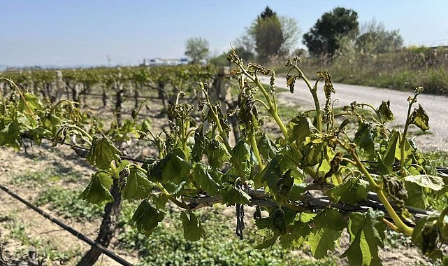 Meteoroloji çiftçileri zirai dona karşı uyardı
