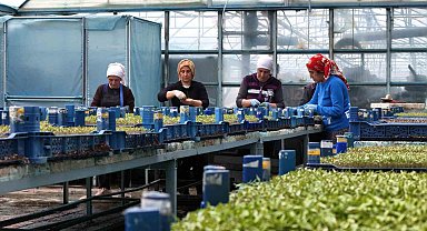 Milyonlarca sebze fidesi profesyonel ellerde üretiliyor