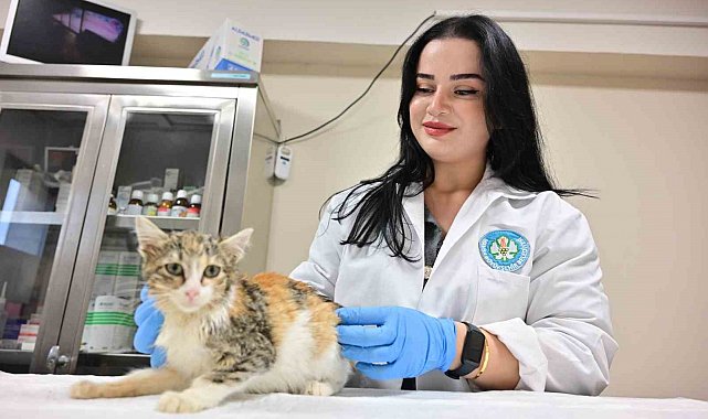 Minik Patiler Kliniği'nde kısırlaştırılan kedi sayısı 3 bini geçti