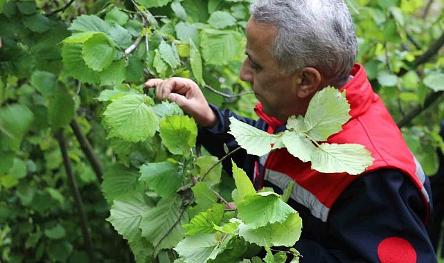 Müdür Sağlam: "Yüksek rakımdaki fındık alanlarımızda don zararı mevcut"