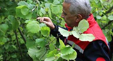 Müdür Sağlam: "Yüksek rakımdaki fındık alanlarımızda don zararı mevcut"