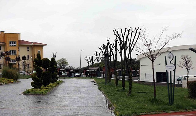 Muğla'da ağaçlara gençlik aşısı