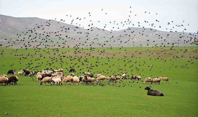 Muş Ovası'nda kuzu ve kuşların cıvıl cıvıl sesi görenlere huzur veriyor