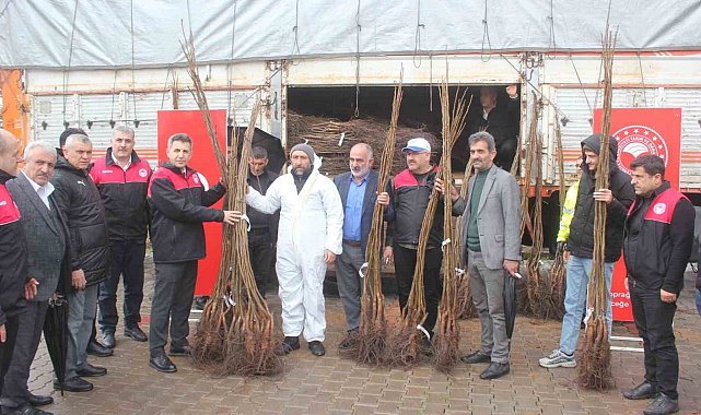 Muş'ta çiftçilere 6 bin 150 adet ceviz fidanı dağıtıldı