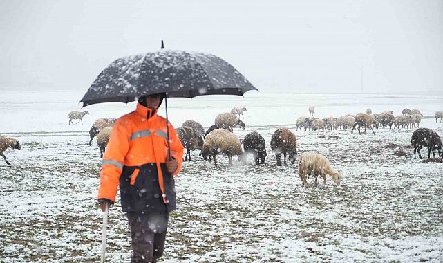 Muş'ta küçükbaş hayvanlar kar ve tipiye yakalandı