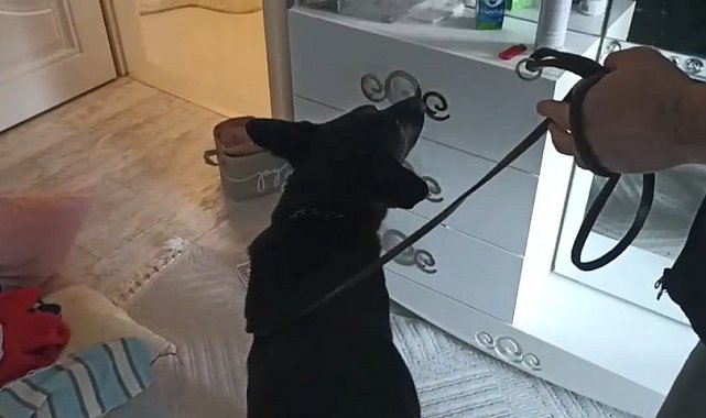 Narkotik dedektör köpeği Tony, 1 kilo 715 gram metamfetamin buldu