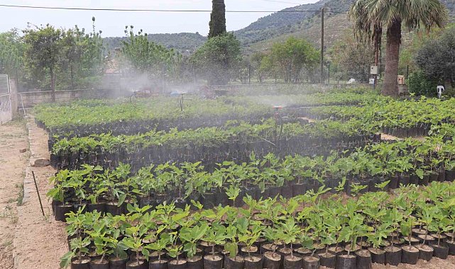 Nazilli Belediyesi'nden doğaya nefes: 18 bin fidan toprakla buluşacak