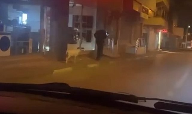 Ne kedi, ne köpek.. Eğittiği kuzusunu dolaşmaya çıkardı
