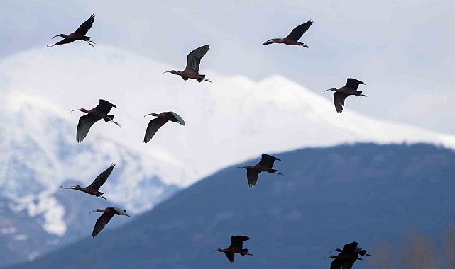 Nesli azalan Çeltikçi kuşları, Tunceli'de ilk defa görüntülendi