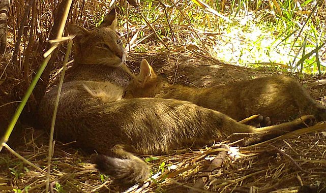 Nesli tehlike altındaki saz kedisi yavrularıyla görüntülendi