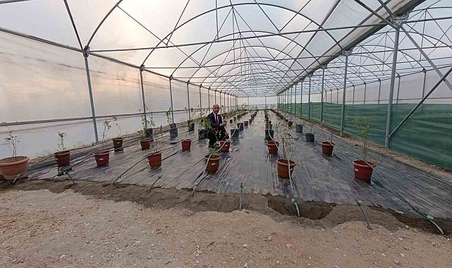 Niğde'de yaban mersini üretimi başladı