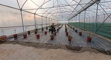 Niğde'de yaban mersini üretimi başladı