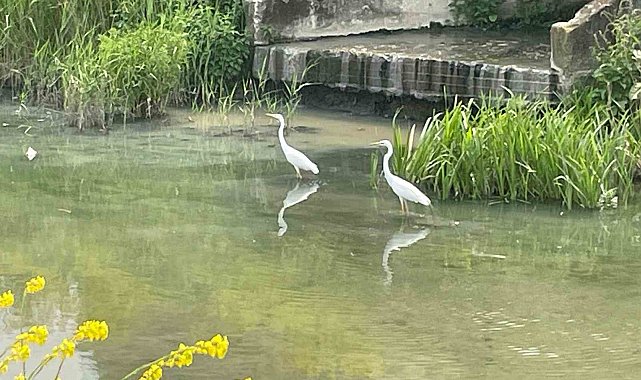 Nilüfer Çayı'nın yolunu şaşıran "ak" misafirleri