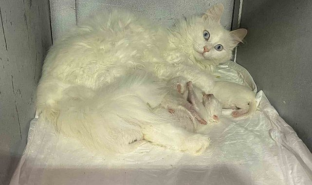 Nisan ayında 52 Ankara Kedisi dünyaya geldi