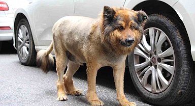 O Trabzon'un 'Aslan Kralı'