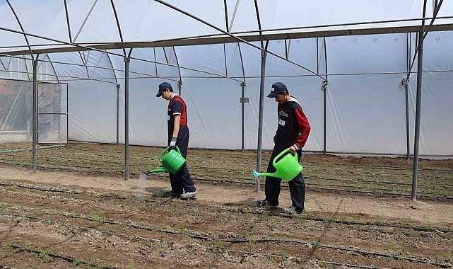 Okul bahçesinde kurulan serada öğretmen ve öğrenciler kuşkonmaz yetiştirecek